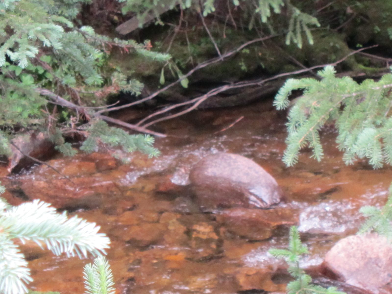 Another shot of the stream